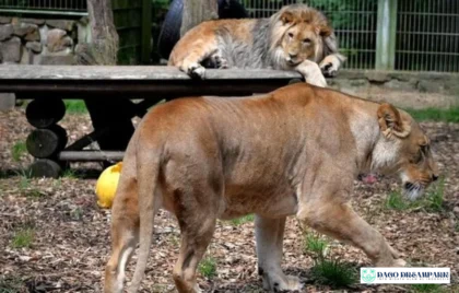 bocah terluka beri makan singa