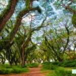 De Djawatan Banyuwangi