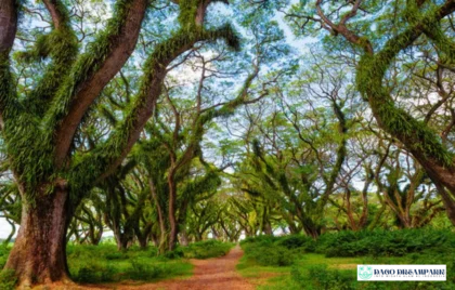 De Djawatan Banyuwangi