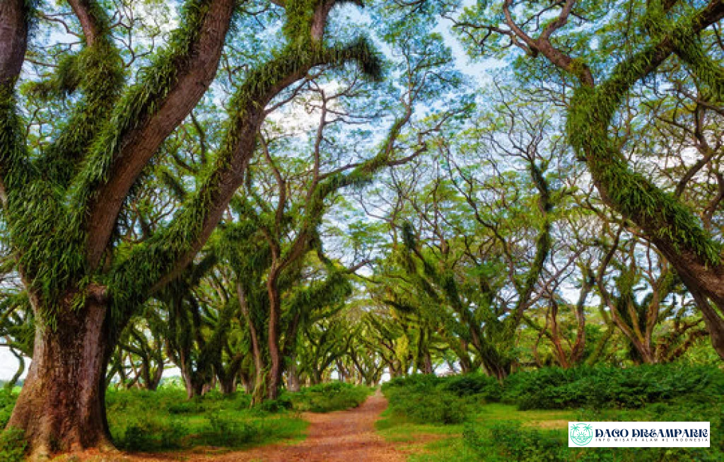 De Djawatan Banyuwangi