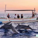 Dolphin Tour Bali Lovina