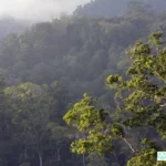 Hutan Tropis Tangkoko Sulawesi
