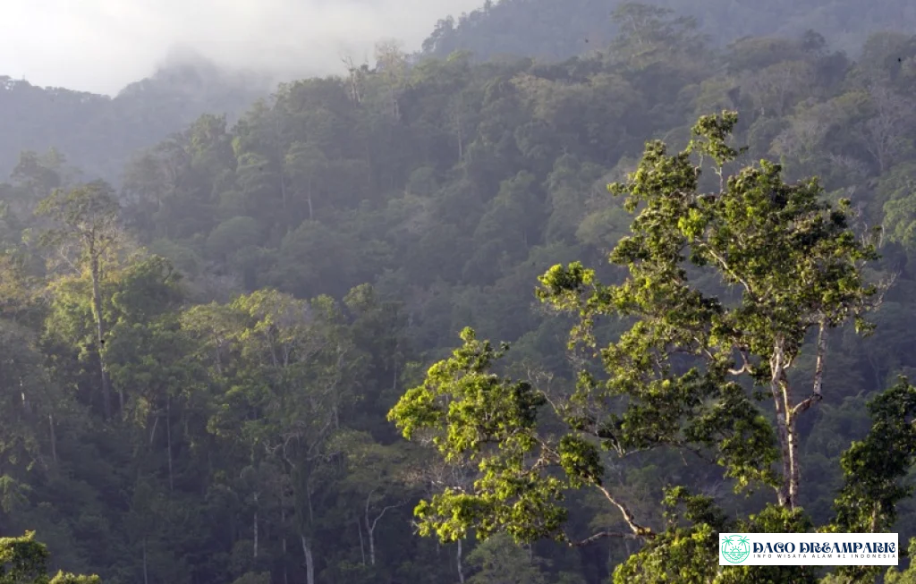 Hutan Tropis Tangkoko Sulawesi