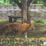 Kebun Binatang Ragunan Tiket Masuk