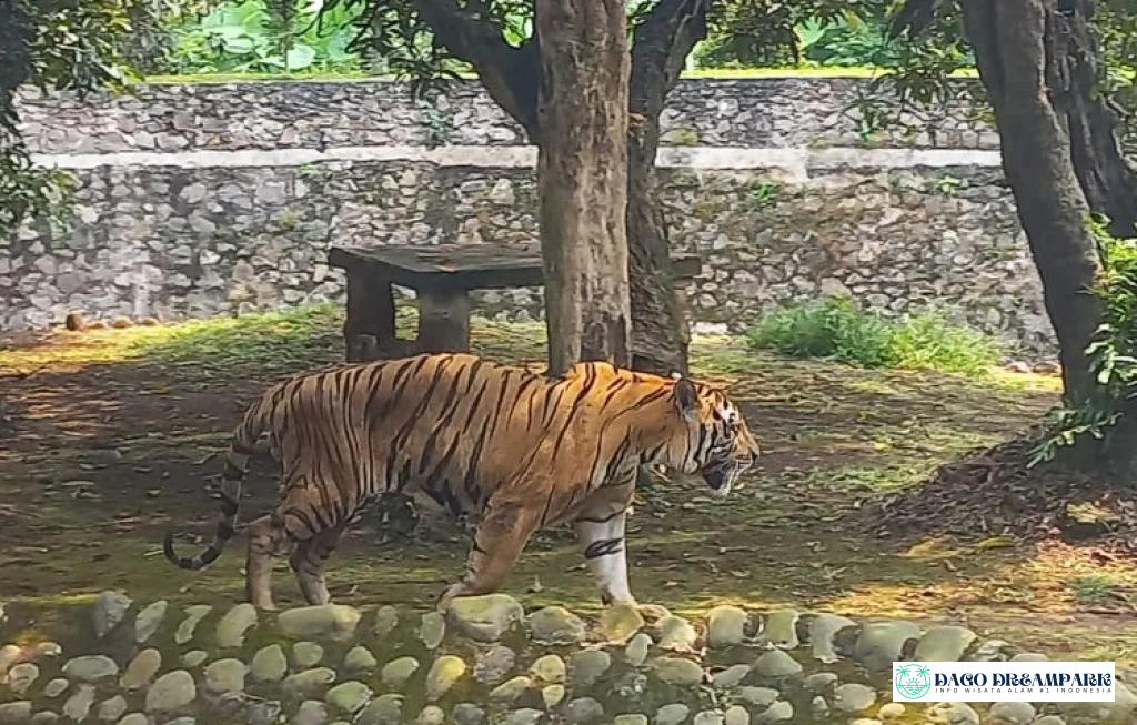 Kebun Binatang Ragunan Tiket Masuk