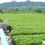 kebun teh pagaralam gunung dempo
