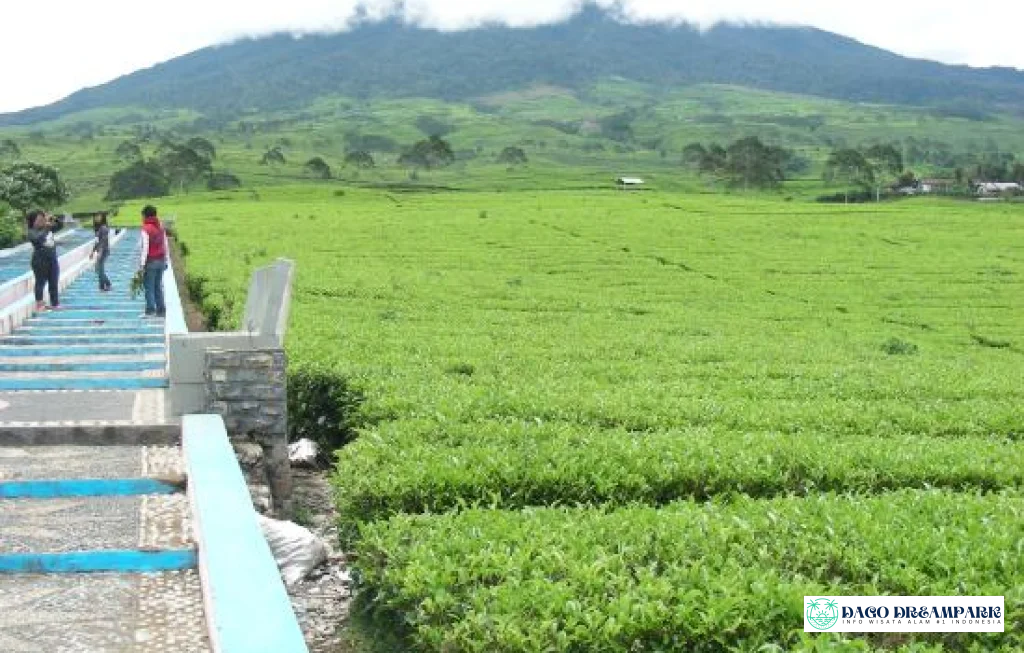 kebun teh pagaralam gunung dempo