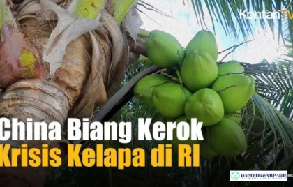 kopi santan warga China