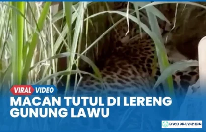macan tutul tawangmangu gunung lawu