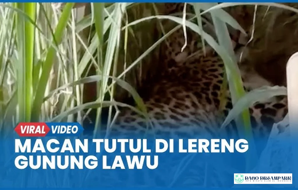 macan tutul tawangmangu gunung lawu
