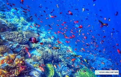 panorama bawah laut Indonesia