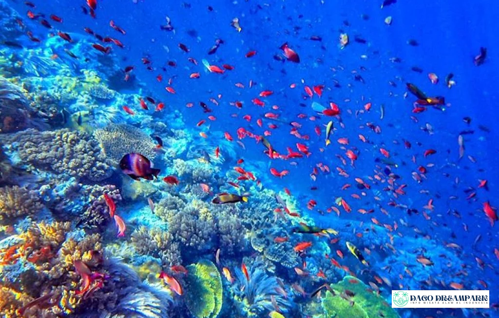 panorama bawah laut Indonesia