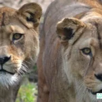 singa terakhir disuntik mati