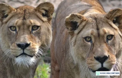 singa terakhir disuntik mati