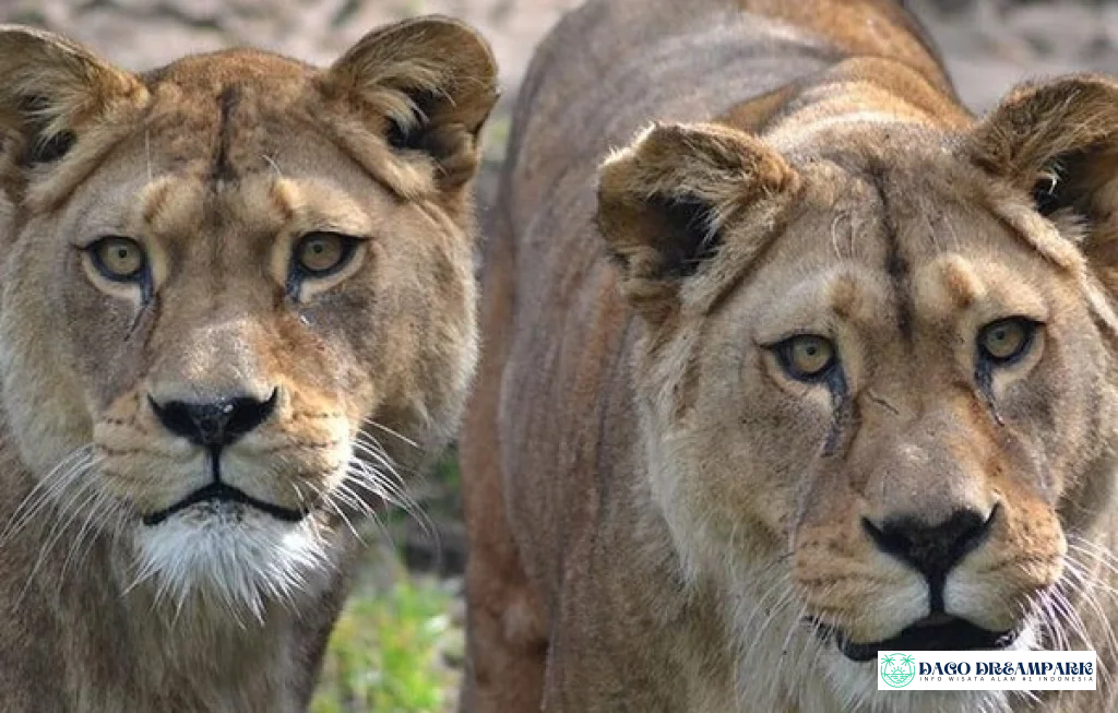 singa terakhir disuntik mati