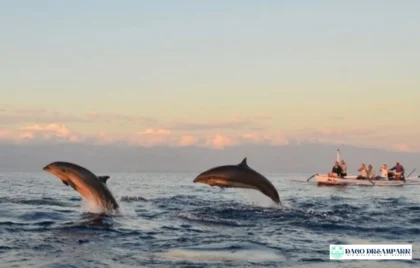 tur Sekumpul Waterfall Lovina Dolphin