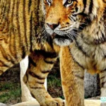 Batu Secret Zoo Tiket & Zona