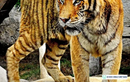 Batu Secret Zoo Tiket & Zona