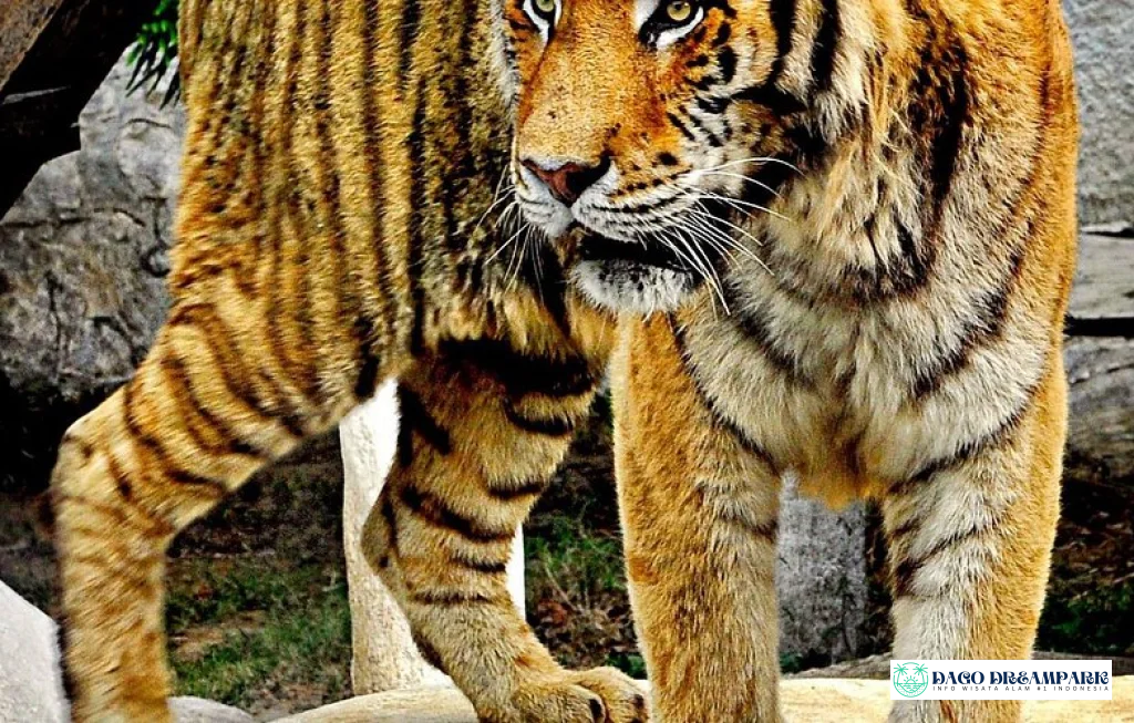 Batu Secret Zoo Tiket & Zona