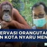 konservasi orangutan Palangka Raya
