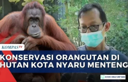 konservasi orangutan Palangka Raya
