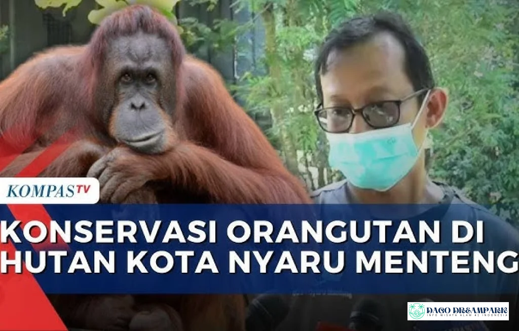 konservasi orangutan Palangka Raya