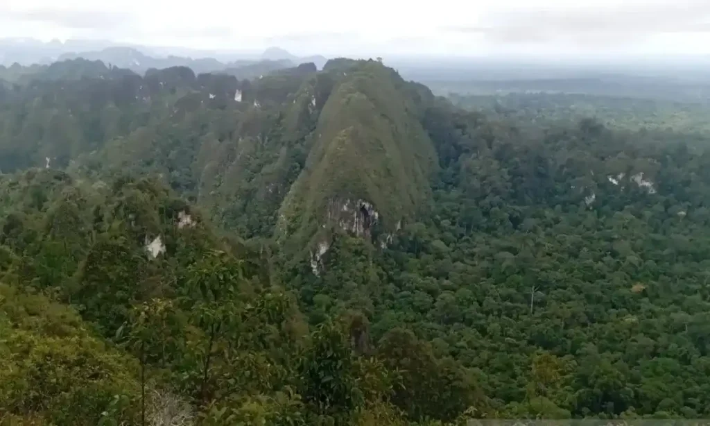 Hutan Kalimantan, Benteng Alam yang Menjaga Sungai dan Satwa Langka